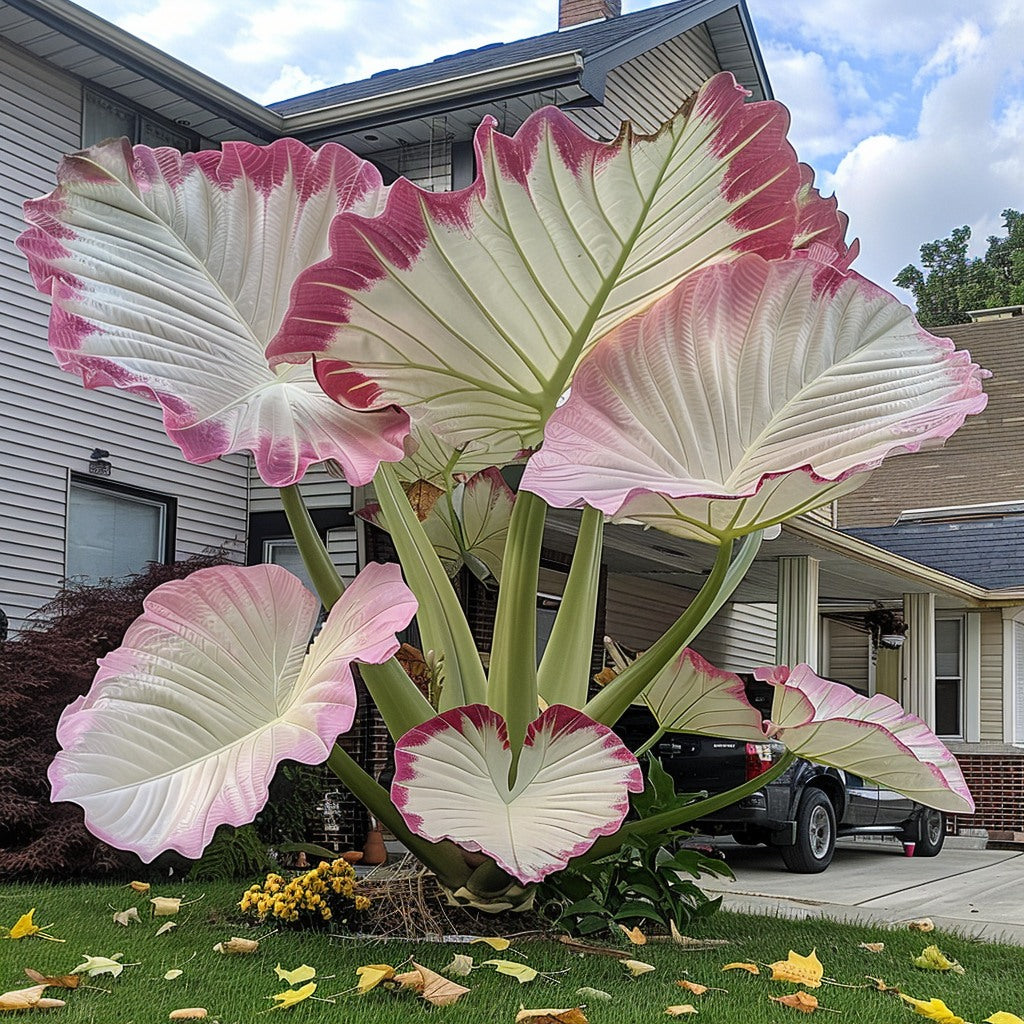 🌿Fascinantul Caladium Gigant🌈