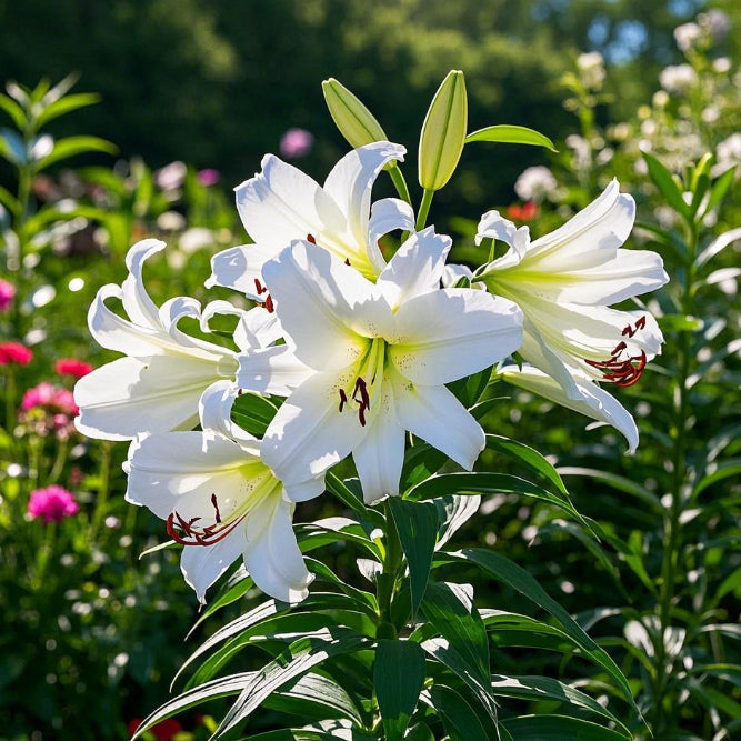 🌺Bulbi de crin parfumați – proaspeți și dulci