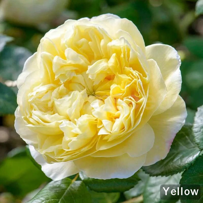 ✨Semințe de Camelia – 8 culori romantice, frumusețea înfloririi iernii