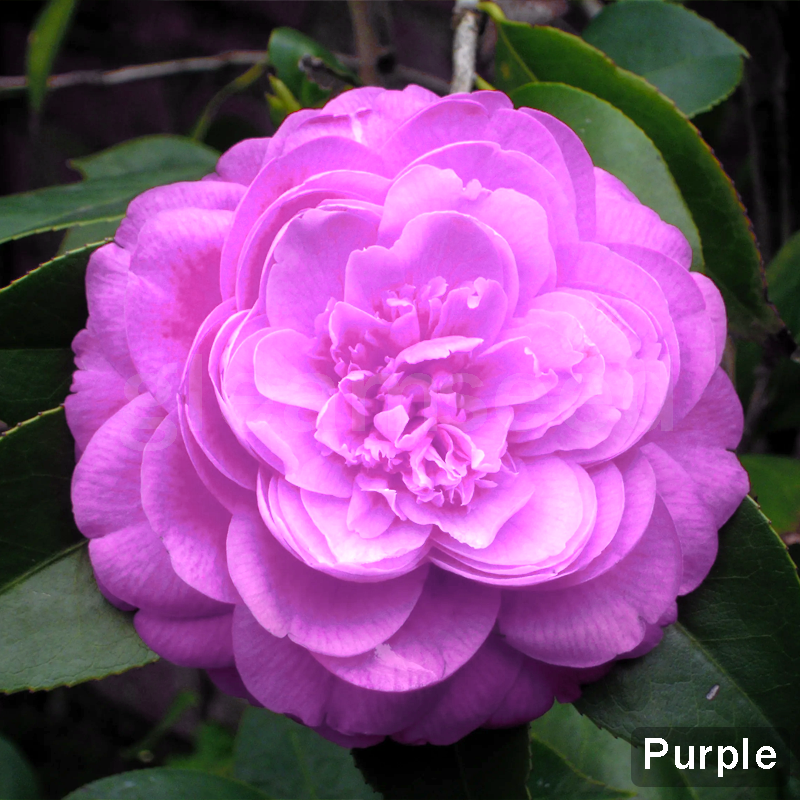✨Semințe de Camelia – 8 culori romantice, frumusețea înfloririi iernii
