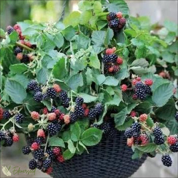 Semințe de mure gigantice dulci