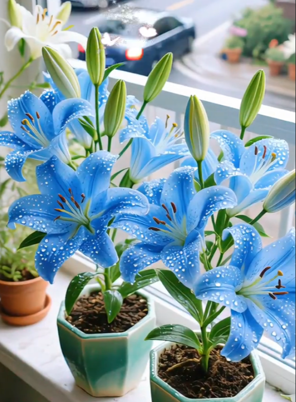 🌺Bulbi de crin parfumați – proaspeți și dulci
