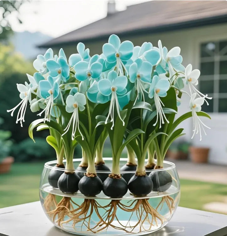 Bulbi de flori felinare Phalaenopsis
