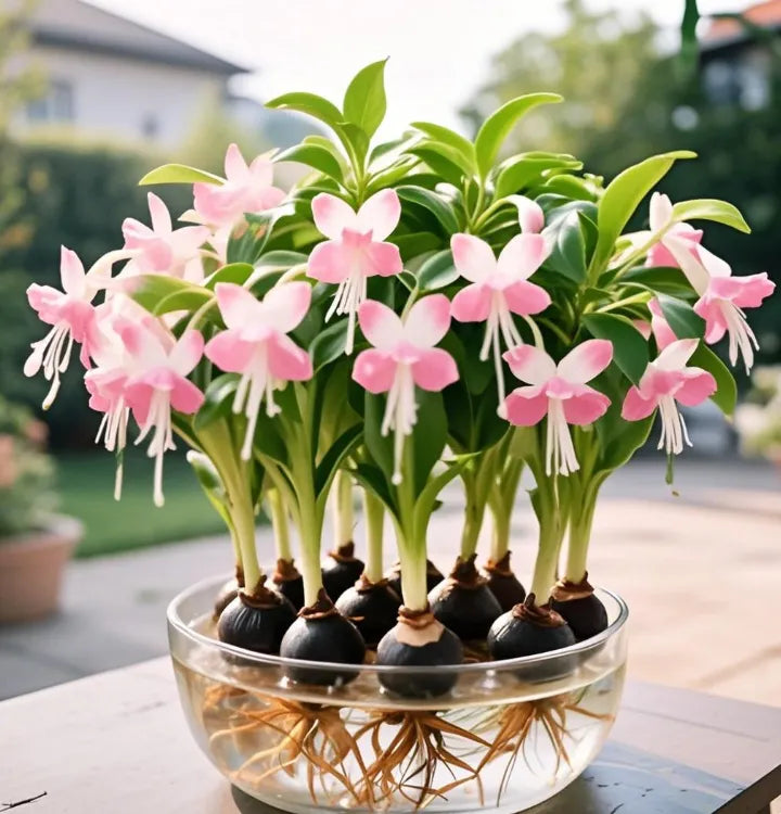 Bulbi de flori felinare Phalaenopsis