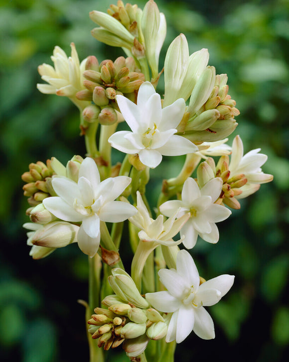 Tuberoză dublă 🌸 - Floare bulboasă mare