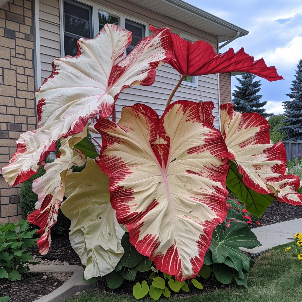 🌿Fascinantul Caladium Gigant🌈