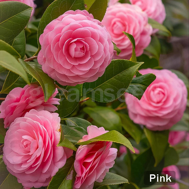 ✨Semințe de Camelia – 8 culori romantice, frumusețea înfloririi iernii