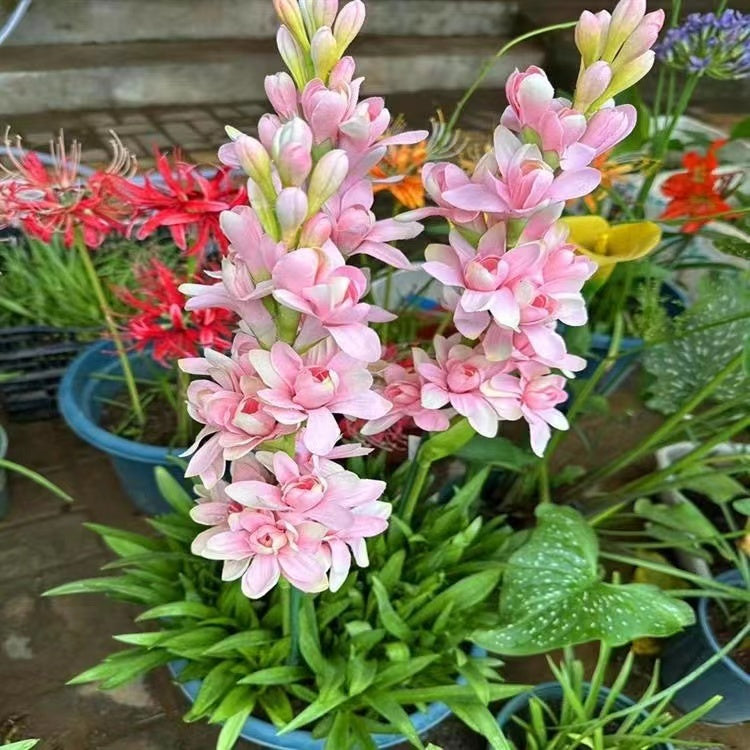 Tuberoză dublă 🌸 - Floare bulboasă mare