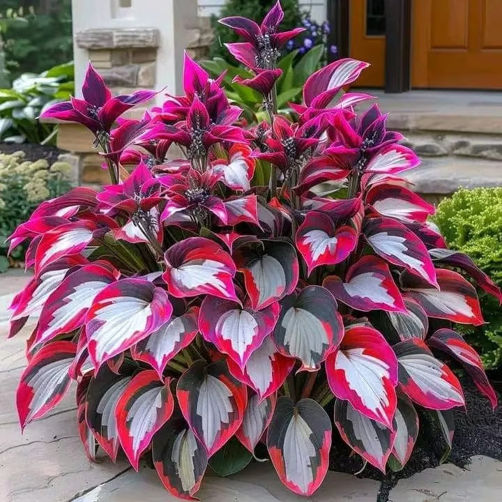🔥⏰Ultima zi a promoției – 🍃Semințe rare de Hosta🌿