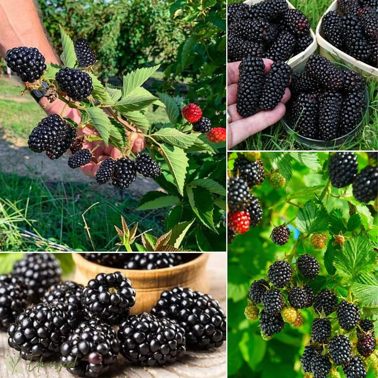Semințe de mure gigantice dulci