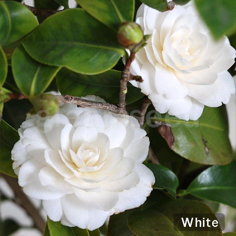✨Semințe de Camelia – 8 culori romantice, frumusețea înfloririi iernii