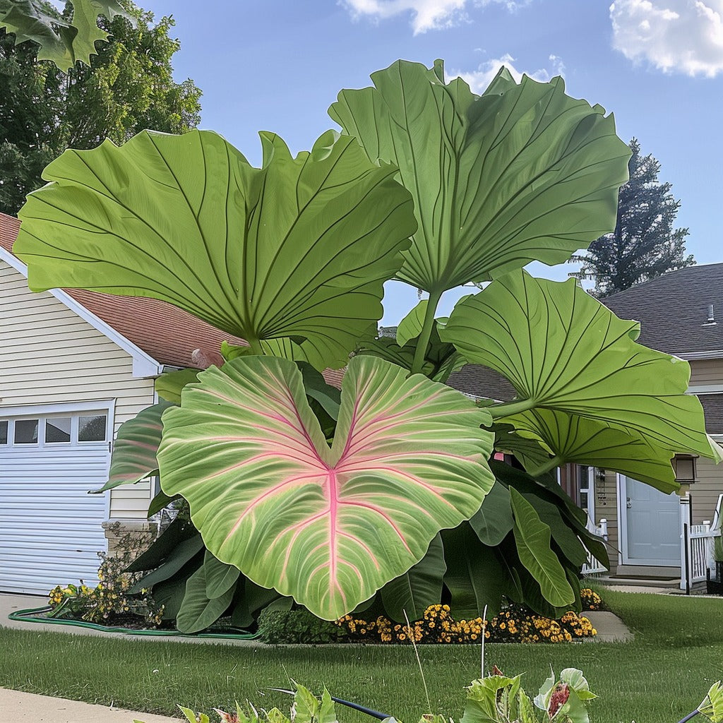 🌿Fascinantul Caladium Gigant🌈