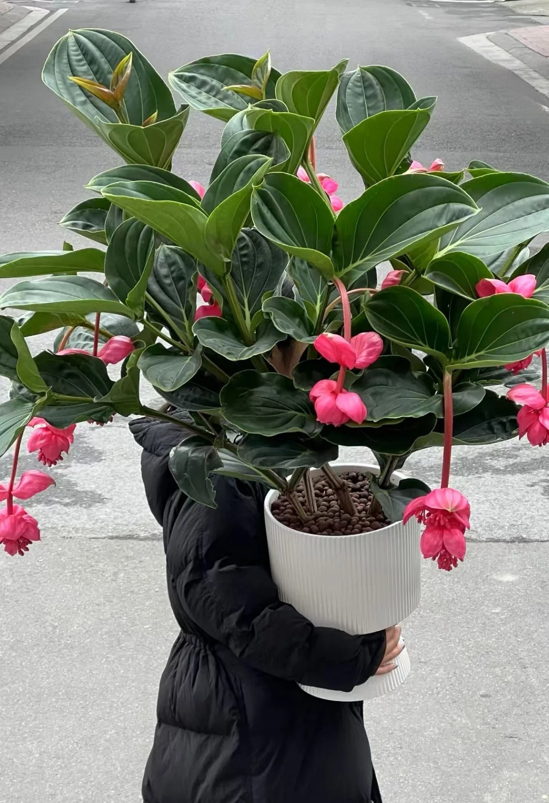 Semințe de struguri trandafiri - Cultivați regina florilor în grădina dvs.