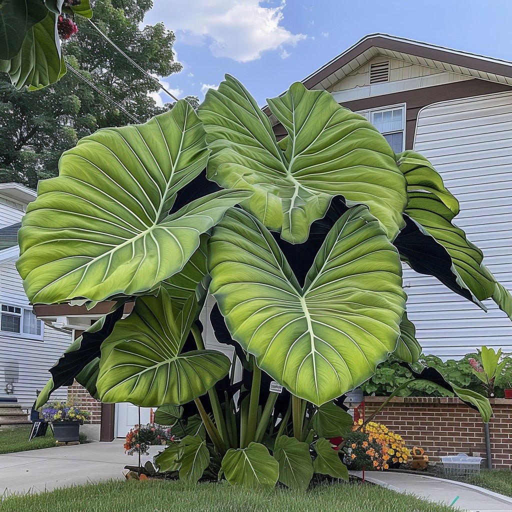 🌿Fascinantul Caladium Gigant🌈