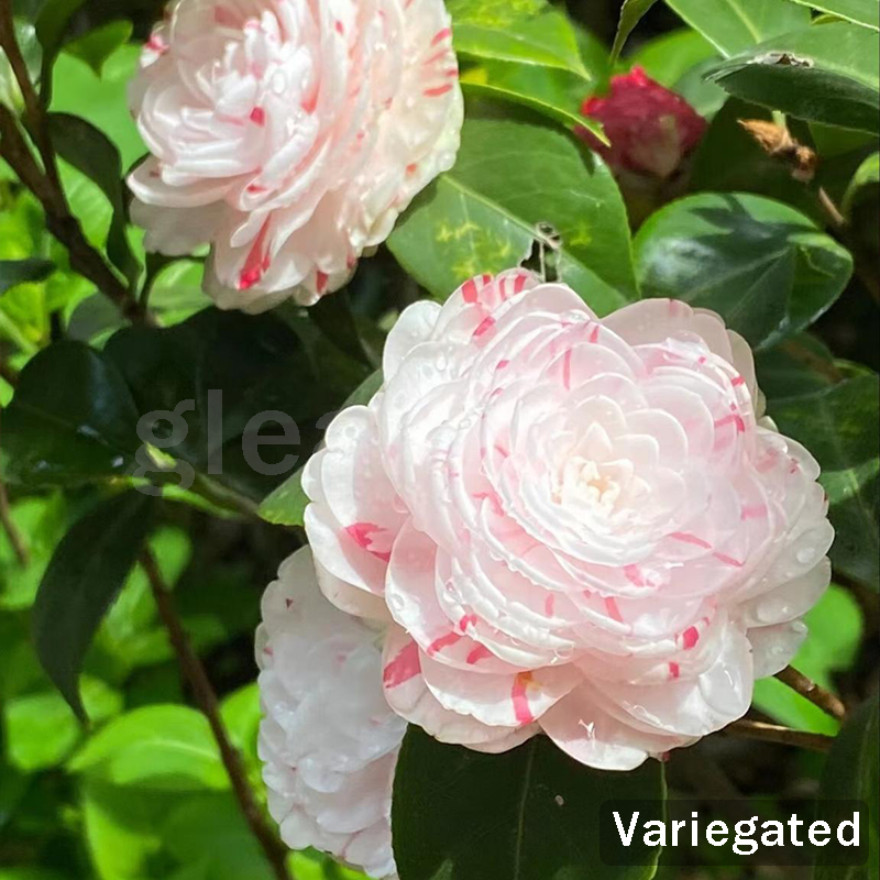 ✨Semințe de Camelia – 8 culori romantice, frumusețea înfloririi iernii