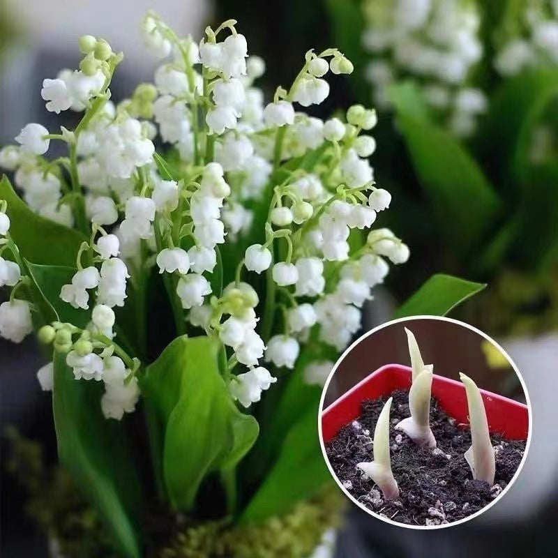 💐CRĂNUL VĂII – FERICIREA SOSEȘTE