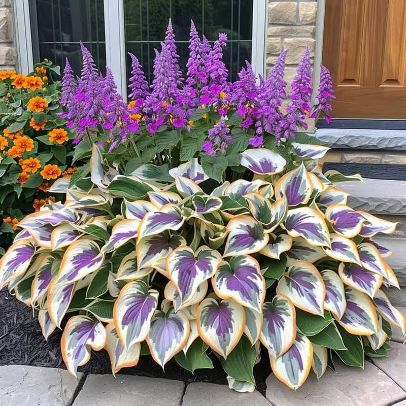 🔥⏰Ultima zi a promoției – 🍃Semințe rare de Hosta🌿