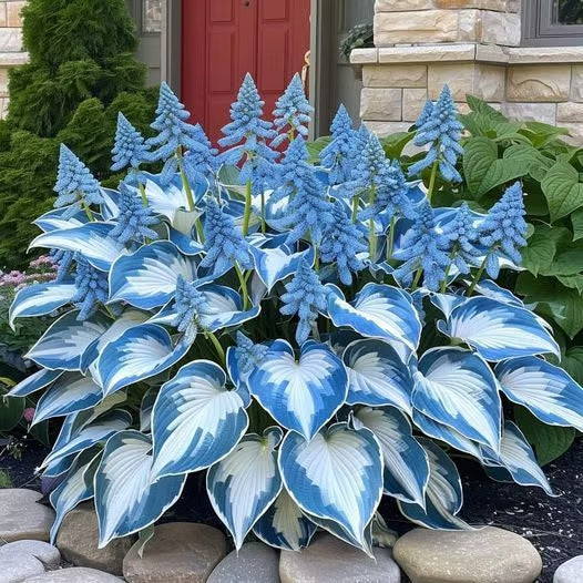 🔥⏰Ultima zi a promoției – 🍃Semințe rare de Hosta🌿