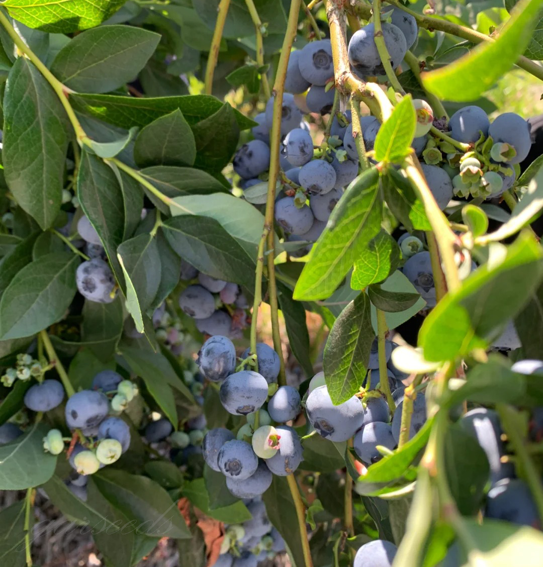 Seminte de fructe de afine (RENDAMENT MARE)
