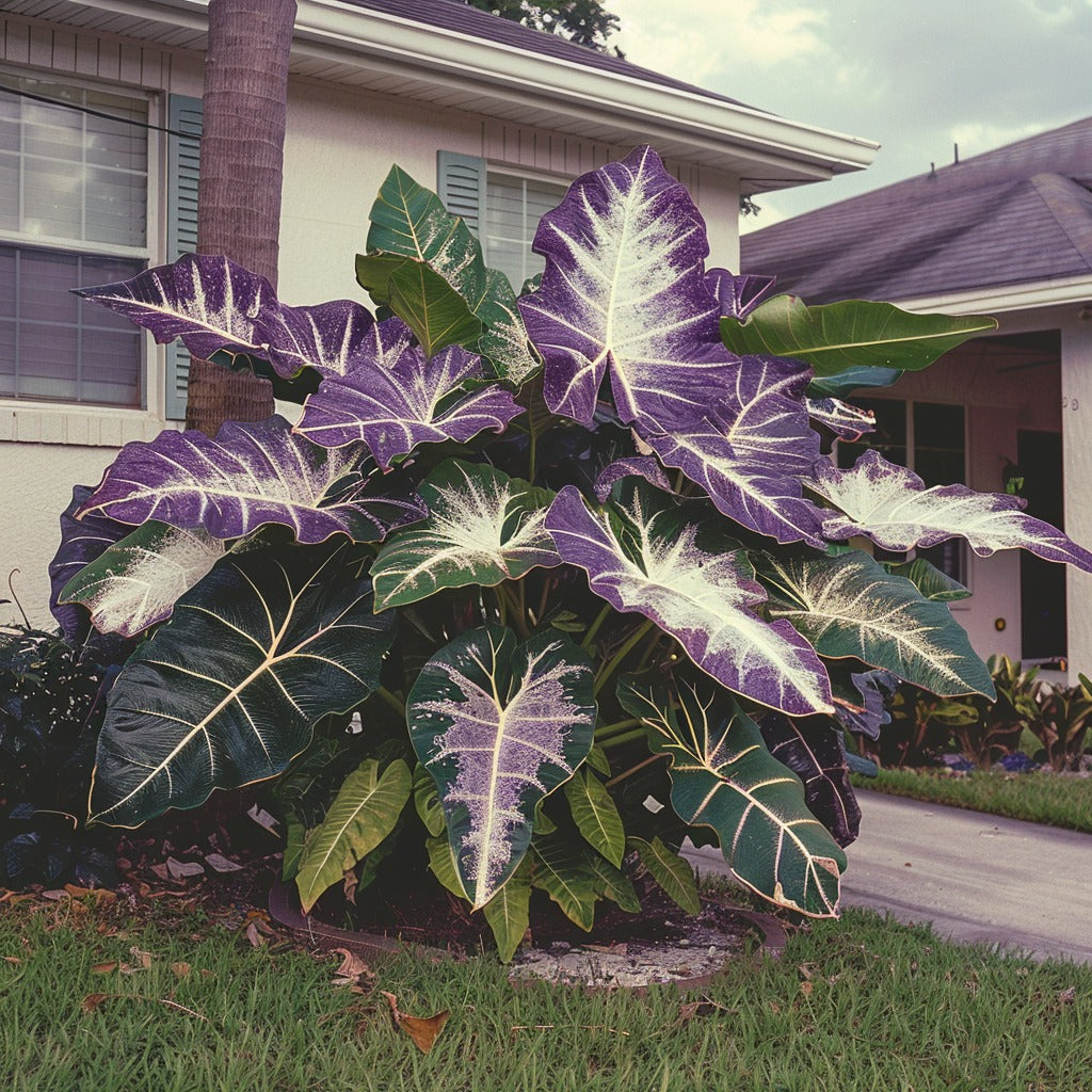 🌿Fascinantul Caladium Gigant🌈