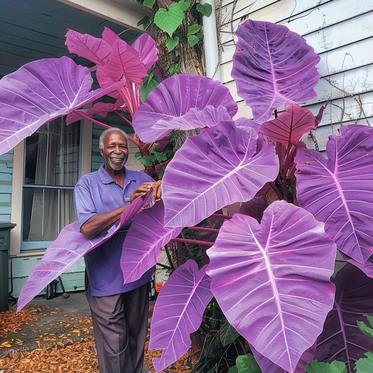 🌿Fascinantul Caladium Gigant🌈