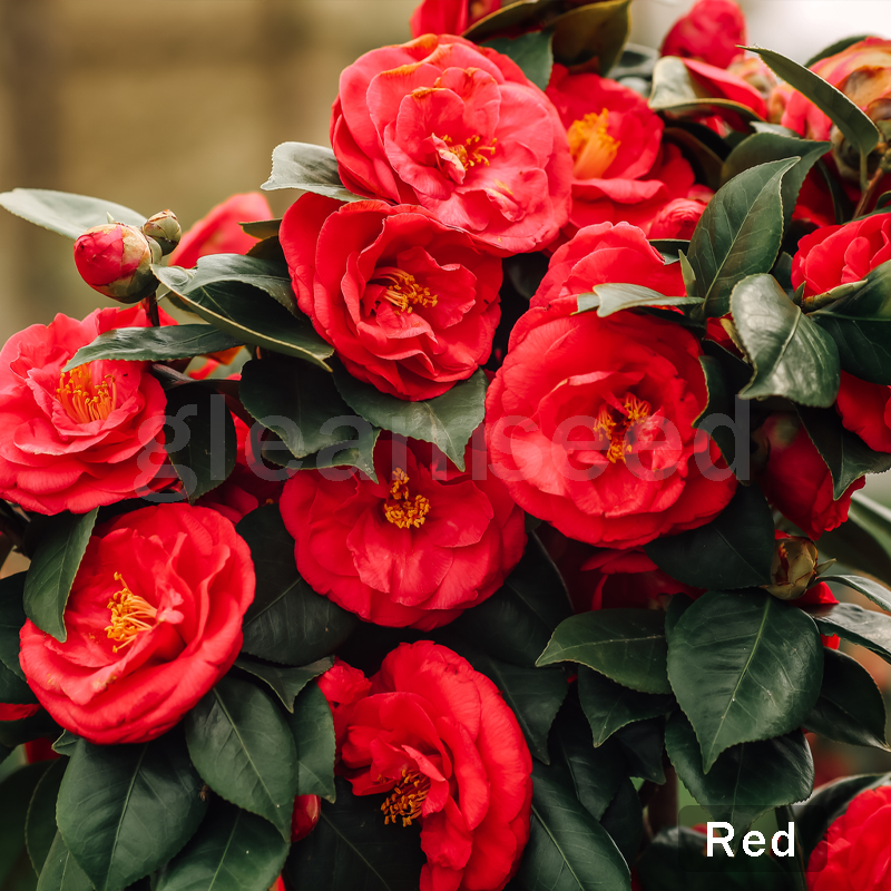 ✨Semințe de Camelia – 8 culori romantice, frumusețea înfloririi iernii