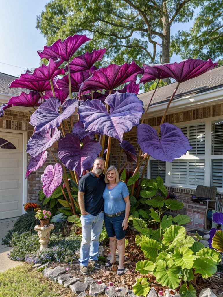 🌿Fascinantul Caladium Gigant🌈