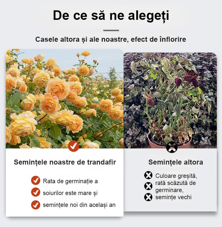【Aduce dragoste și noroc】Semințe de trandafir în șapte culori