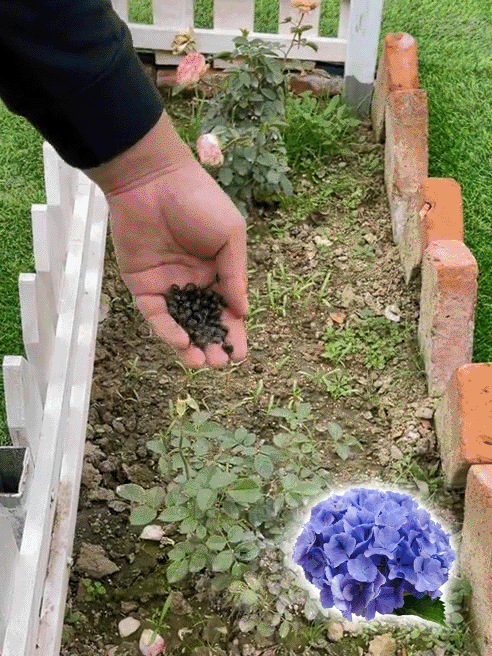 Semințele de hortensie înfloresc în toate cele patru anotimpuri.