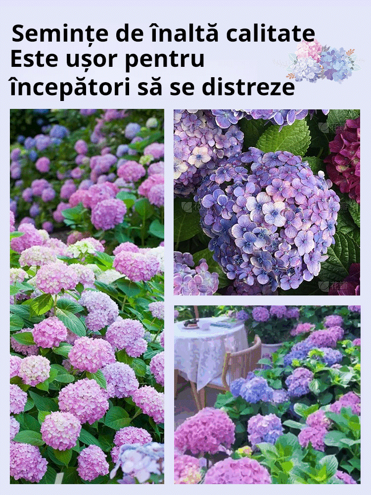 【Semințe de hortensie Infinite Blossom】