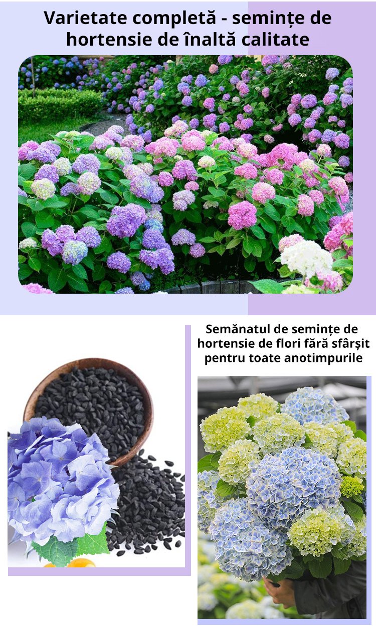 【Semințe de hortensie Infinite Blossom】