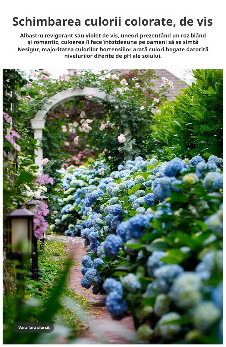 【Semințe de hortensie Infinite Blossom】