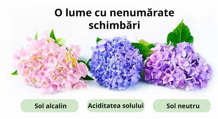 【Semințe de hortensie Infinite Blossom】