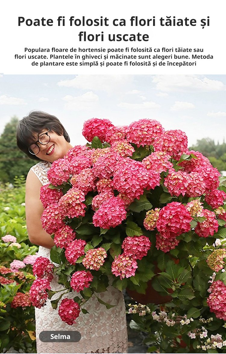 【Semințe de hortensie Infinite Blossom】