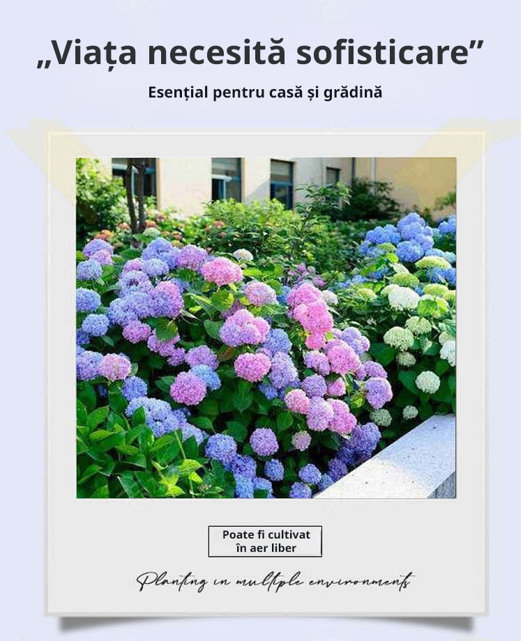 【Semințe de hortensie Infinite Blossom】