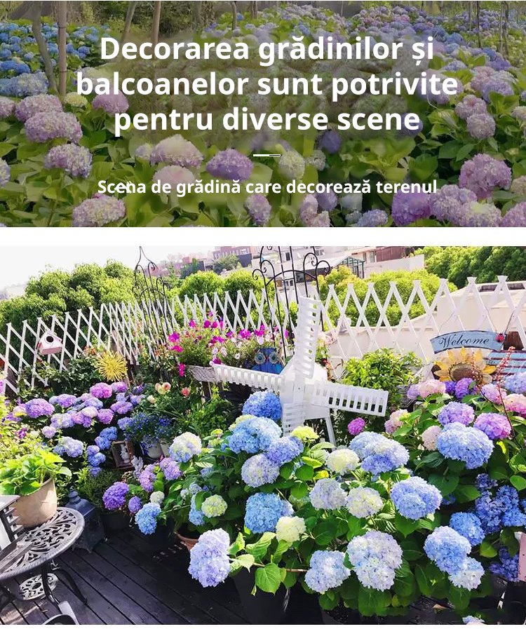 【Semințe de hortensie Infinite Blossom】