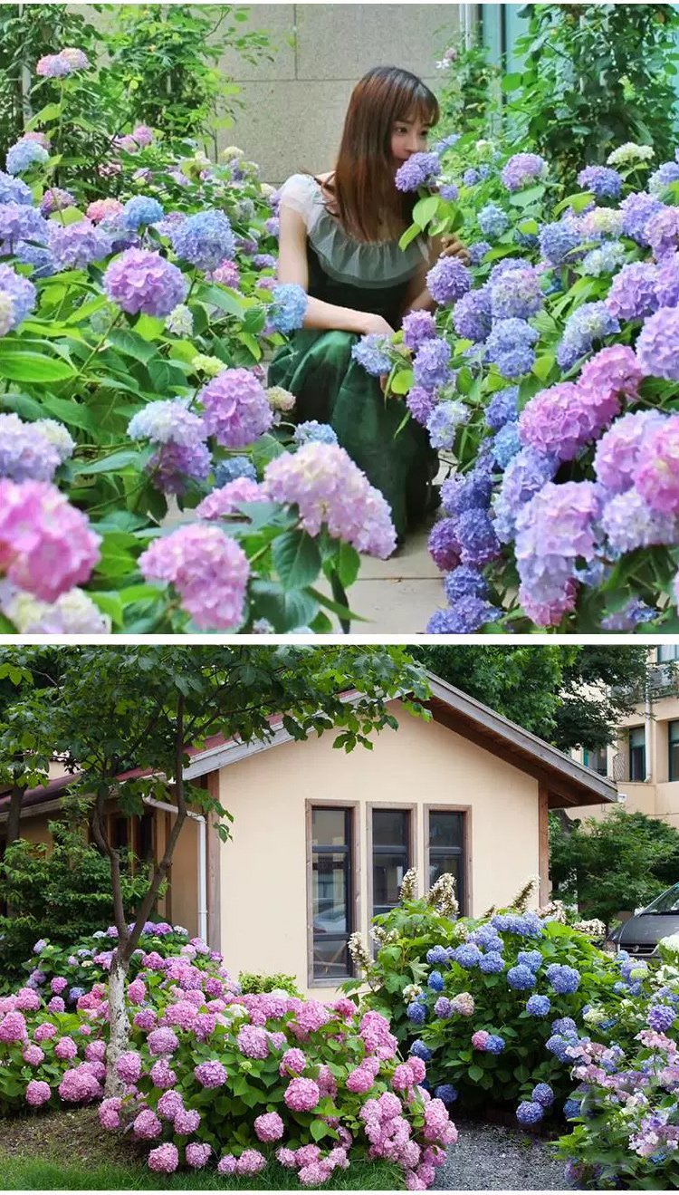【Semințe de hortensie Infinite Blossom】