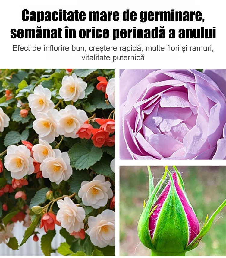 Semințe de Malus spectabilis pentru toate anotimpurile.