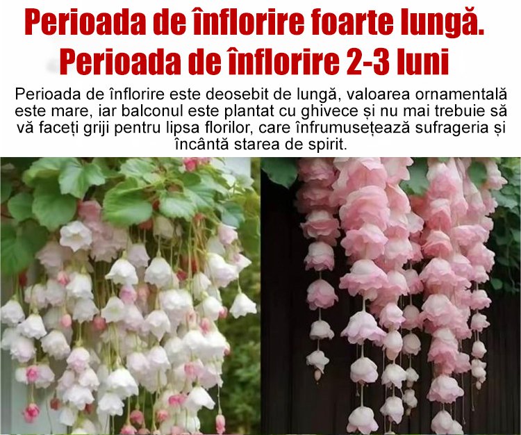 Semințe de Malus spectabilis pentru toate anotimpurile.