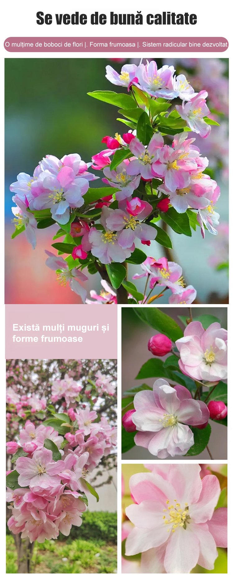 Semințe de Malus spectabilis pentru toate anotimpurile.