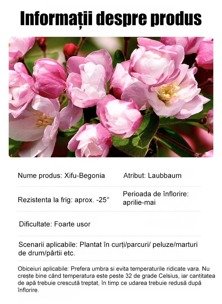 Semințe de Malus spectabilis pentru toate anotimpurile.