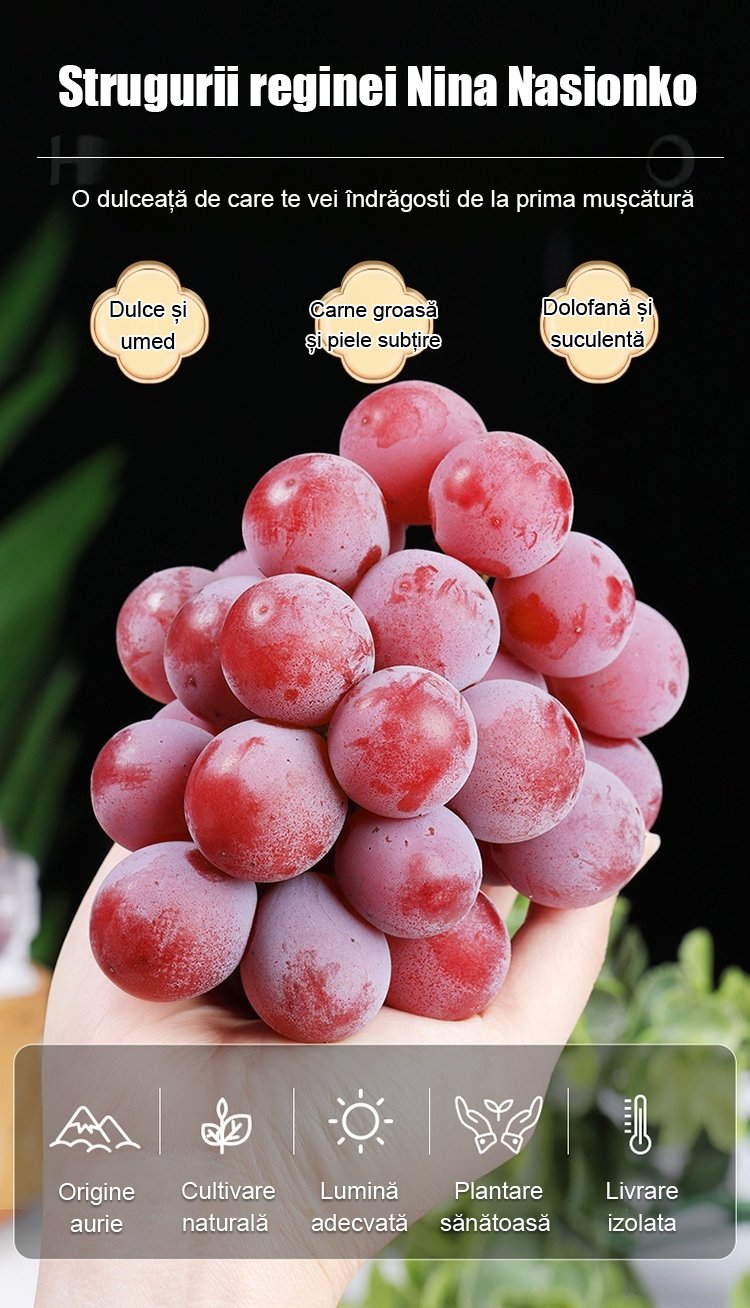 【Aroma de vin】Semințe de struguri regina Nina pentru cultivare