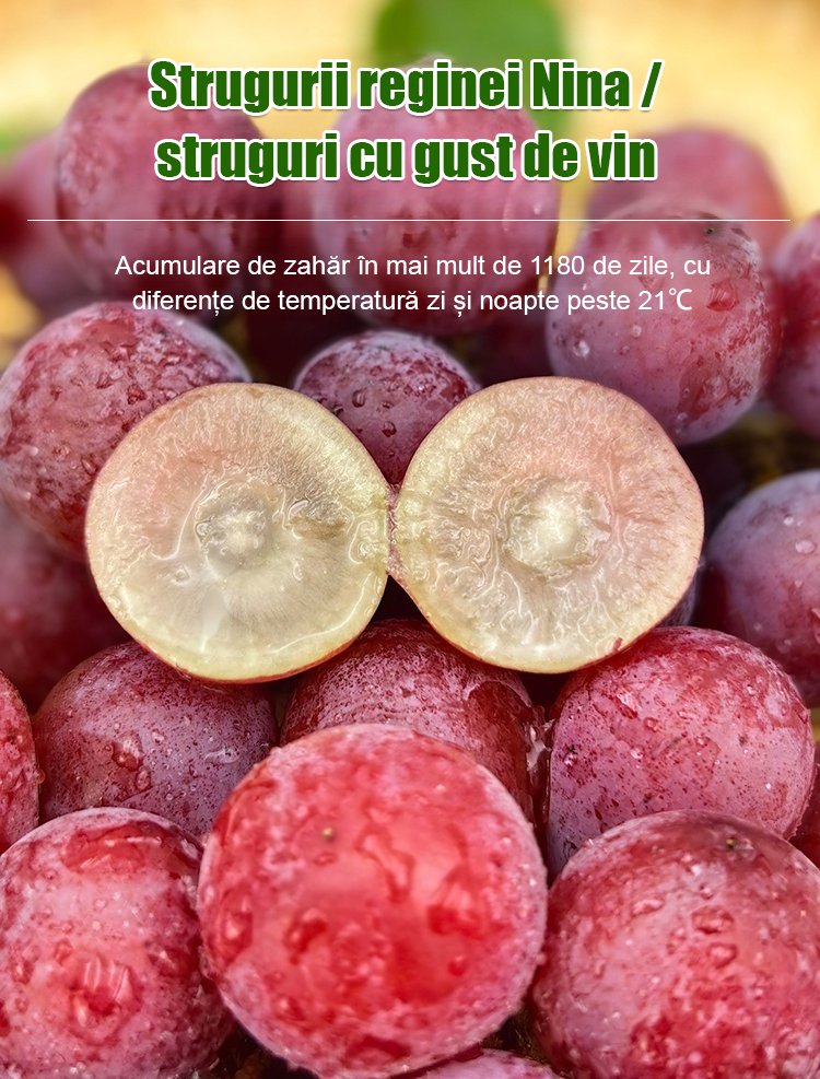 【Aroma de vin】Semințe de struguri regina Nina pentru cultivare