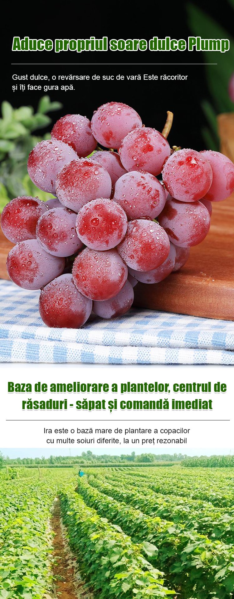 【Aroma de vin】Semințe de struguri regina Nina pentru cultivare