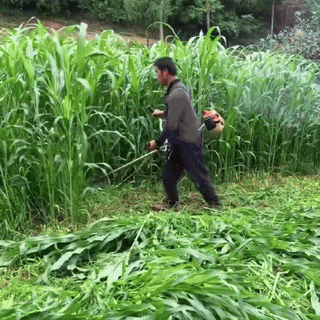 HFH-Semințe furajere importate de pui, bovine, oi și pești