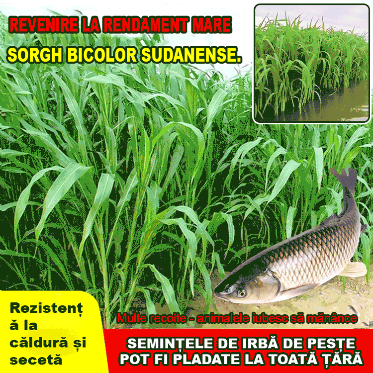 HFH-Semințe furajere importate de pui, bovine, oi și pești