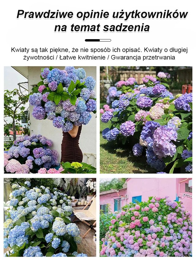 Hortensje w ogrodzie - uprawa przez cztery pory roku