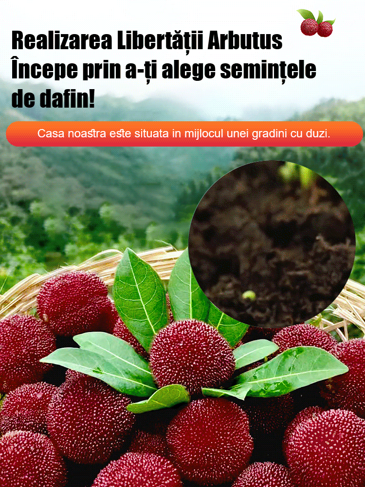 Plantarea semințelor de dafin Dongkui în grădinile de acasă