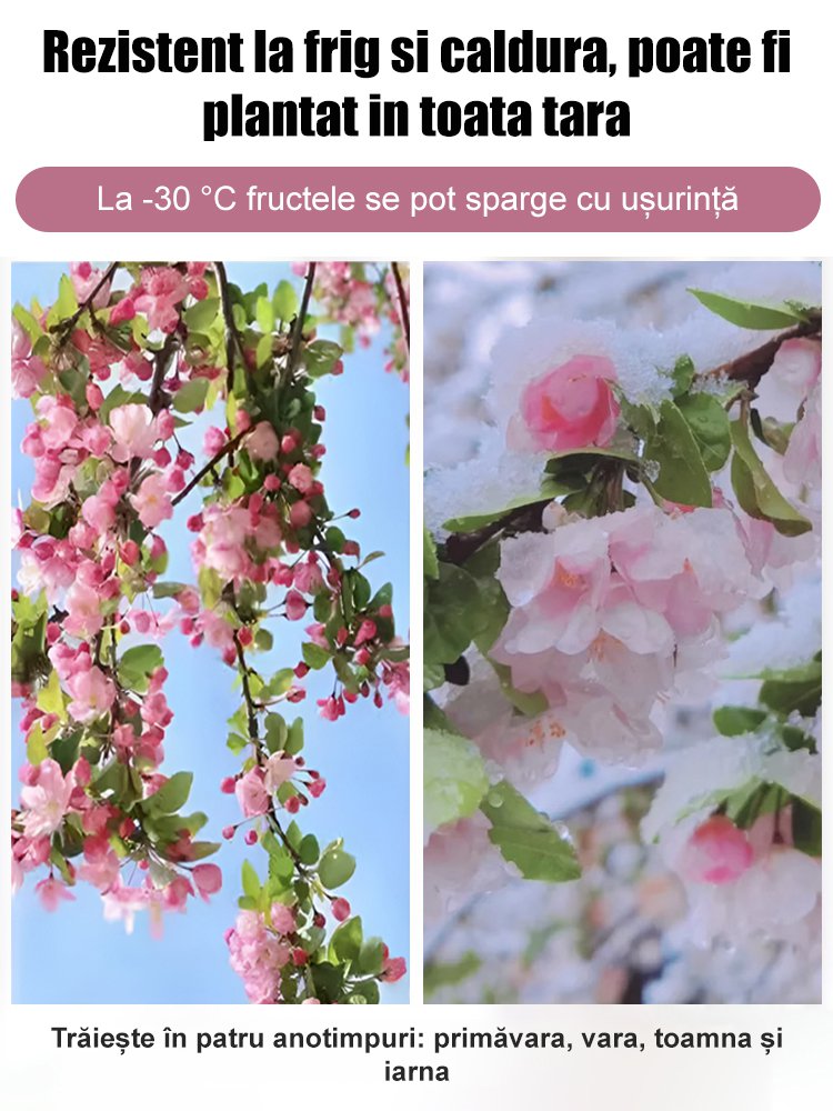 Semințe de Malus spectabilis pentru toate anotimpurile.
