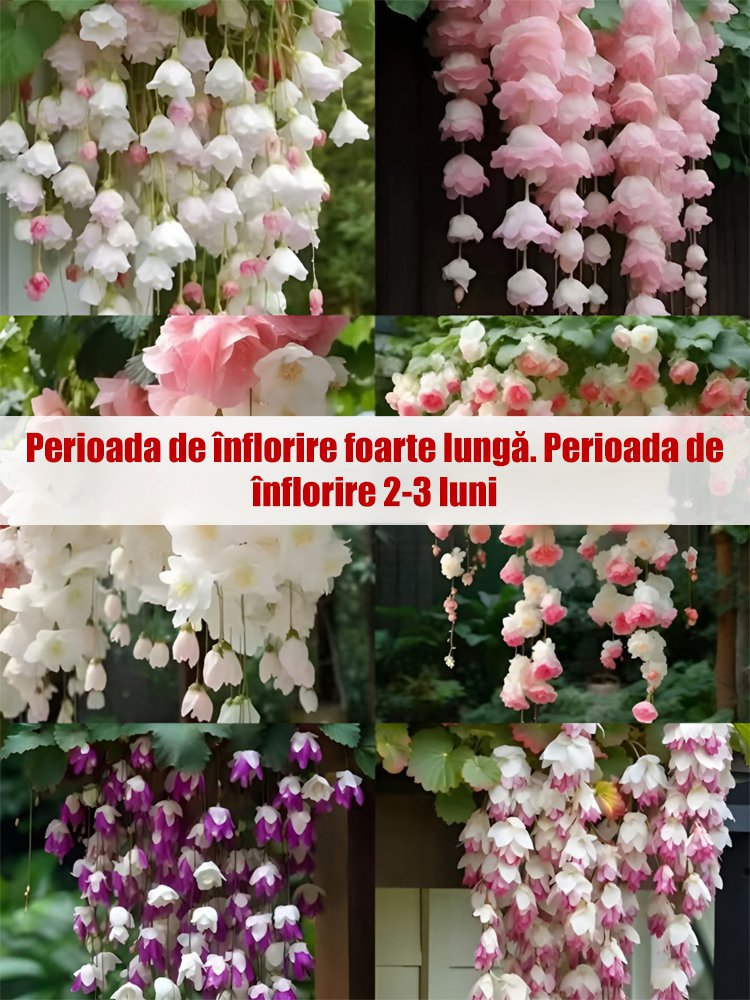 Semințe de Malus spectabilis pentru toate anotimpurile.